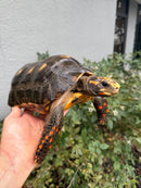 Red Foot Tortoise Adult Male