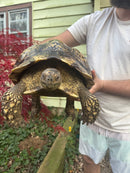 South African Giant Leopard Tortoise Adult Female