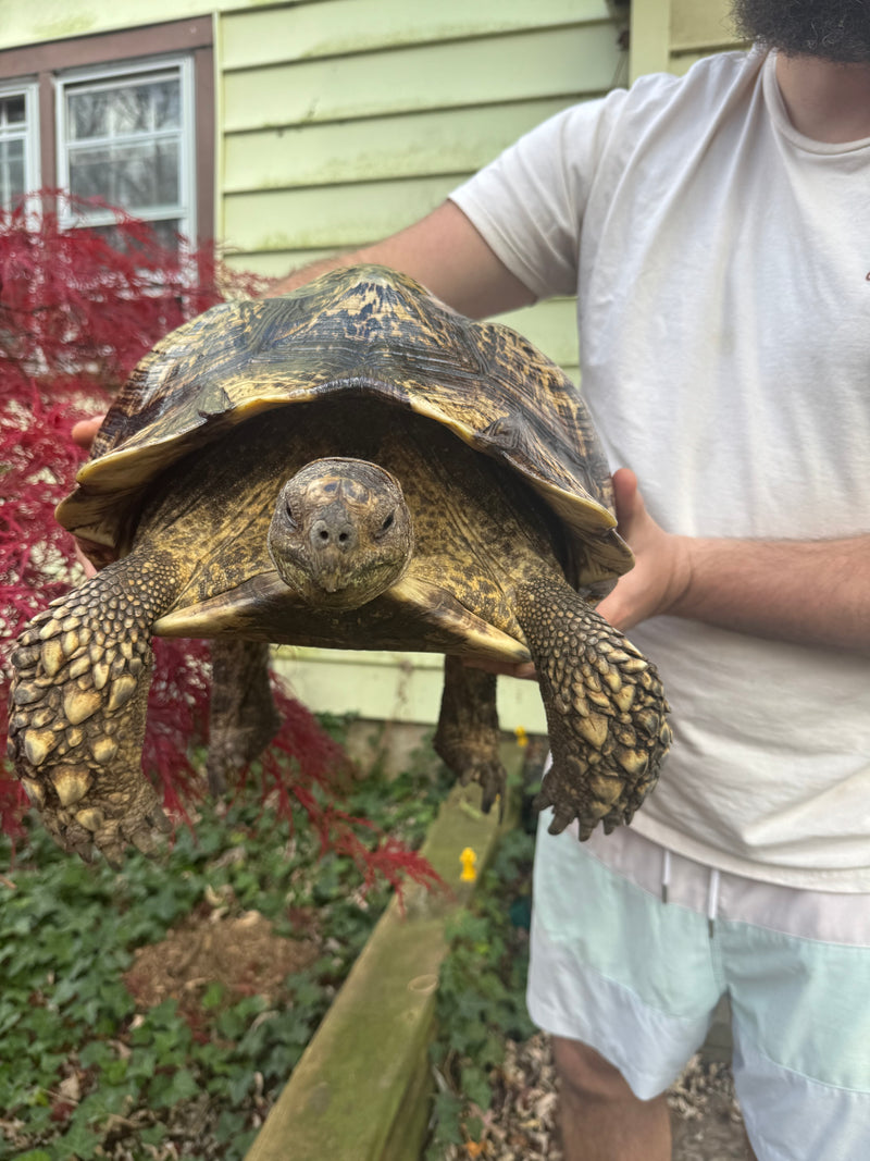 South African Giant Leopard Tortoise Adult Female