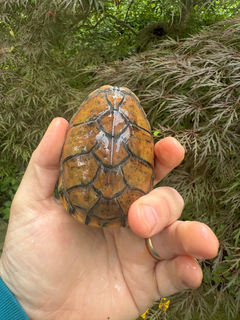 Hypo Stripe-necked Musk Turtle Adult Female