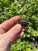HI YELLOW Florida Box Turtle