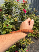 Red Salt Marsh Water Snake Adult Female