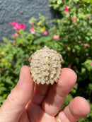 Albino Florida Snapping Turtle 2026