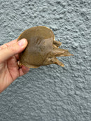 Smooth Softshell Turtle Baby Female