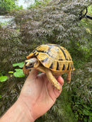 Libyan Greek Tortoise Adult Female