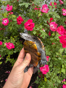 Adult Mississippi  Diamondback Terrapin Male