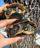 Mekong Snail-eating Turtle Adults (Malayemys subtrijuga)