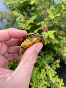 Spider Tortoise Baby