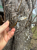 Hi White Concentric Diamondback Terrapin 2025