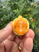 Albino Florida Red Bellied Turtle 2026