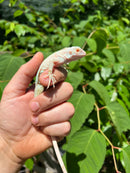 Snow Green Iguana 2024