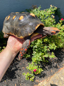 Red Foot Tortoise Adult Male