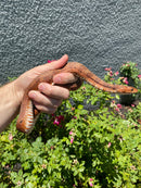 Red Salt Marsh Water Snake Adult Female