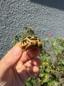 Sri Lankan Star Tortoise