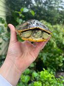 Pastel Clown Red Eared Slider Turtle Breeder Male