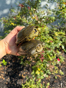 Sicilian Pond Turtle Adult Pair