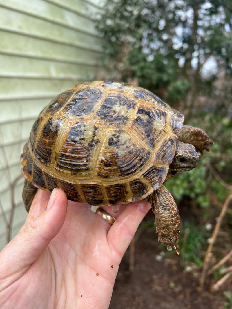 Russian Tortoise Adult 1.3  (Testudo horsfieldii)