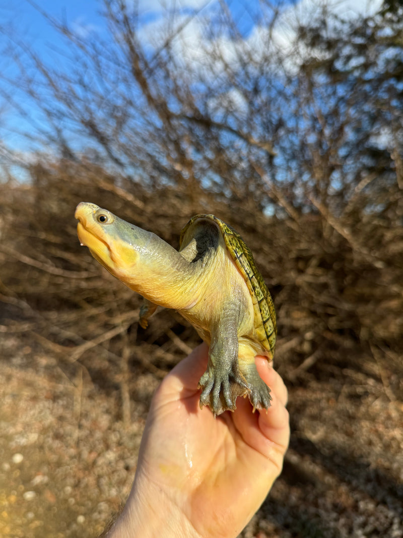 Vampire Musk Turtle Adult Pair