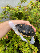 Ornate Diamondback Terrapin Female
