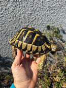 Eastern Hermann's Tortoise Adult Female
