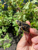 HI YELLOW Florida Box Turtle