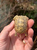 Leopard Tortoise 2024