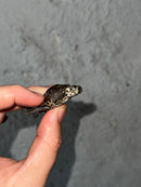 Hi White Concentric Diamondback Terrapin 2023