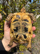 Libyan Greek Tortoise Adult Male