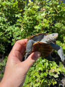 Adult Northern Diamondback Terrapin Male