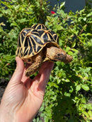 Indian Star Tortoise 2020