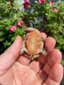 Hypo Peach Geoffroy's Sideneck Turtle