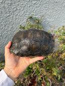 Burmese Black Mountain Tortoise Female