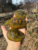 Japanese Pond Turtle 1.3 (Mauremys japonica) (Priced As Group)