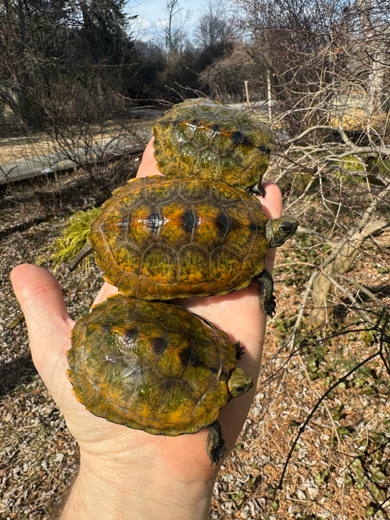 Japanese Pond Turtle 1.3 (Mauremys japonica) (Priced As Group)