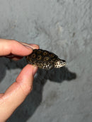 Hi White Concentric Diamondback Terrapin 2023
