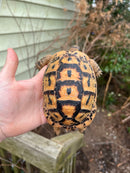 Jordanian Golden Greek Tortoise Female