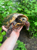 HI COLORED Suriname Red Foot Tortoise Adult Pair 6 (Chelonoidis carbonaria)