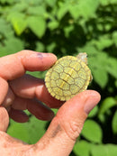 Pastel Clown Red Eared Slider Turtle 2024