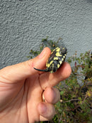 West Coast Pond Turtle Baby