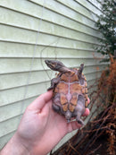 Pastel Common Musk Turtle Adult Female