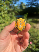 Yellow Flame Baby Florida Red Bellied Turtle