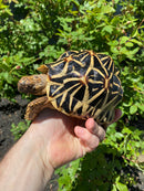 Indian Star Tortoise 2020
