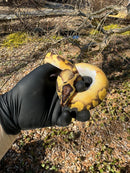 Super Enchi Low White Pied Ball Python Female