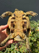 Eastern Hermann's Tortoise Adult Male