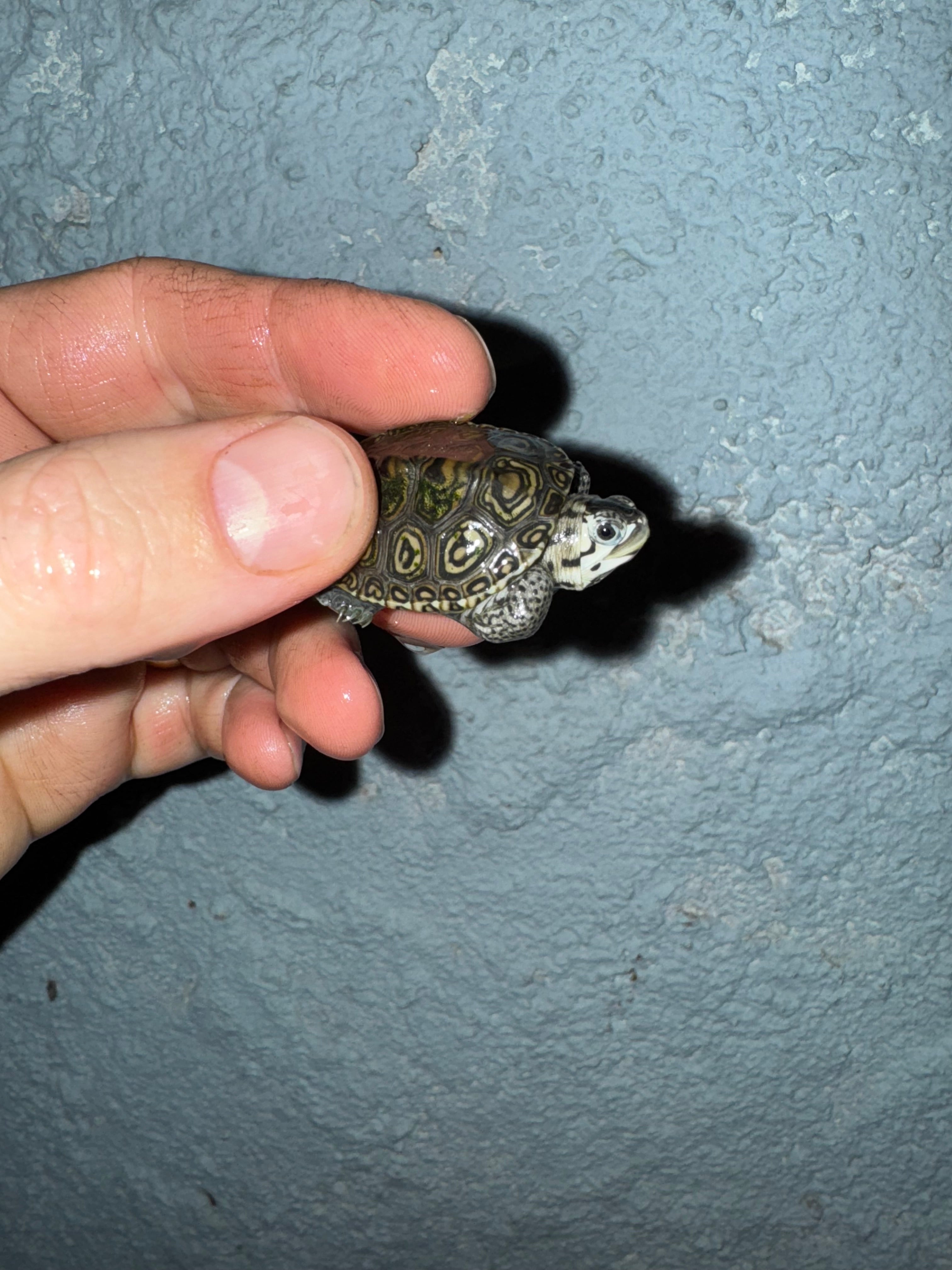 Concentric Diamondback Terrapin (Malaclemys terrapin) For Sale ...