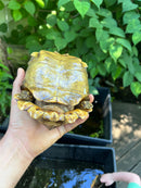 Homes Hinge-back Tortoise Adult Pair