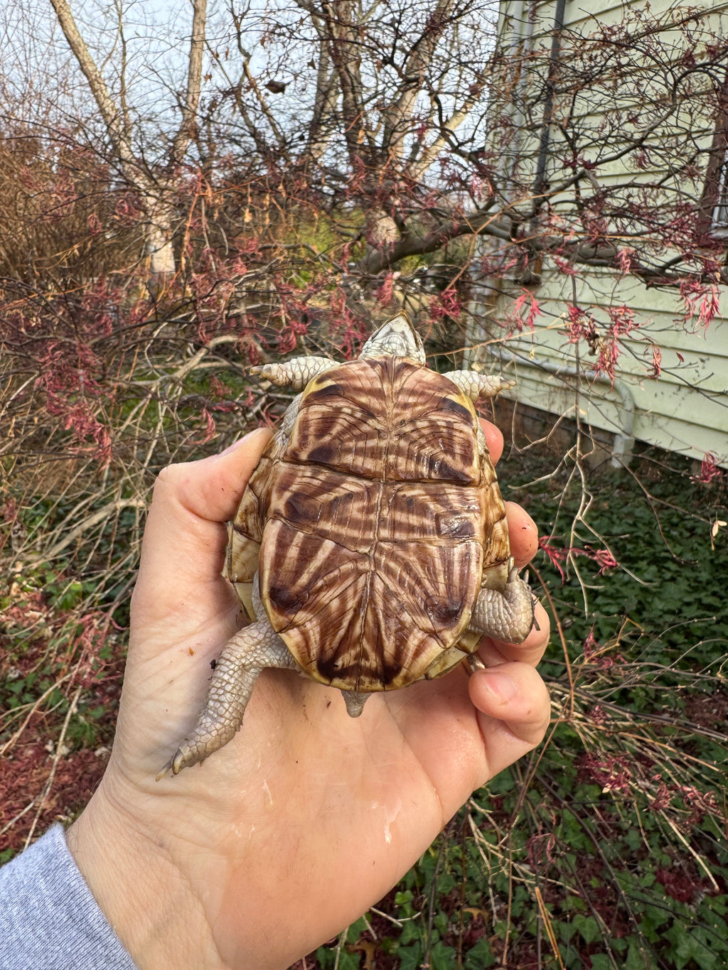 Desert Box Turtle For Sale | American Reptile Distributors