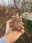 Desert Box Turtle Adult Female CB