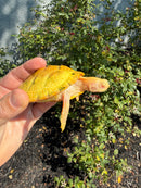 Albino Heiroglyphic River Cooter Turtle