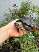 Northern Diamondback Terrapin Adult Female